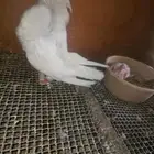 حمام فاخر من الاخر