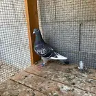 انثى وذكر زاجل سباق