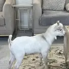 الماعز القزم