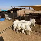 بهم حري تم البيع