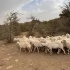 غنم مراح العدد 50 راس