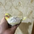 فروخ كروان تم البيع