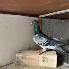 زاجل سباق