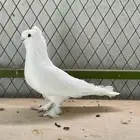 للبيع حمام تركي