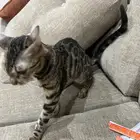قطه انثي بنغال