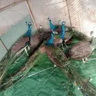 للبيع اجواز طاووس منتجه