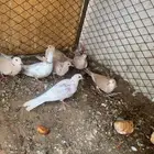 قماري