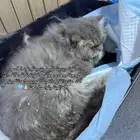 انقاذ قط يحتاج عملية