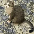 تبني