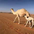 خلفه للبيع
