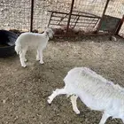 نعجه مع رخل طيبه