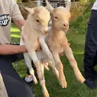 ماعز قزم