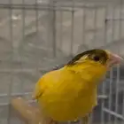للبيع ذكر كناري شرط تغريد