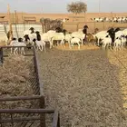 برابر مراح كامل دفيع مواليد