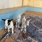 بيعت الله يبارك لراعيها