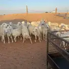 حريات متابيع ودفئع
