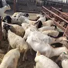 تيوس وبرابر جمله وتفريد