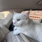 قطه انثى شيرازي بيضاء للتبني بمكه
