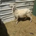 خروف اصفر للبيع