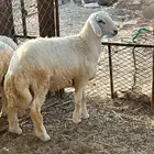 طلي حري تم البيع