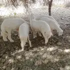 خرفان ورخال للبيع