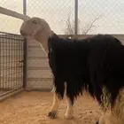 مشروع فحل