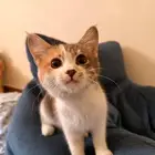 قطه للتبني اربع شهور