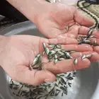 موجود إنشاء الله زريعه سمك صغير تيلندي ومصري