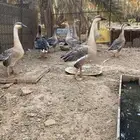 للبيع وز عراقي اصلي