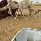 للبيع قعدان مفاريد