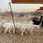 ذبايح حريه فل شحم مع خدمه الذبح والتوصيل