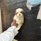 كلاب مالتيبو حجم صغير