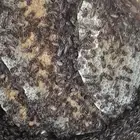 نحل طيب للبيع الموقع دوقة ( جاهز لموسم السدر )