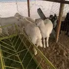 طليان حريات
