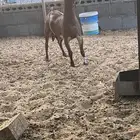 ذبايح