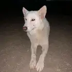 مطلوب كلب حراسه للاستراحه اي نوع اجنبي او بلدي