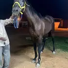 حصان إنجليزي للبيع