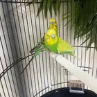 زوج بادجي منتج