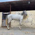 حصان جزيري فحل