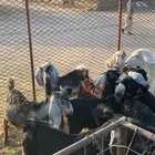 تيوس وجفرات
