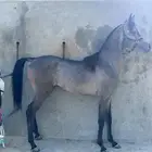 مهر واهو مميز حفييد ابطال