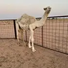 قعود عمره سنه وأربع شهور