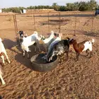 معزاء