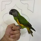 سنغالي متكلم