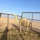 للبيع بكره باتليه
