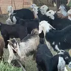 رخال وتيوس وجفار للبيع