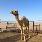 للبيع ضروبه كفو