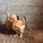 للبيع طقم براهما