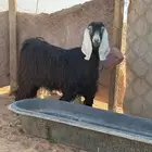 عنز ثنيه دافع