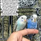 طيور الحب أليفة ولعوبه اللي يبغى الزين يلحق عليه